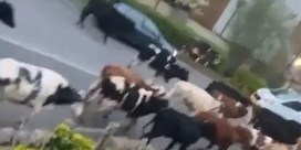 Kudde losgeslagen koeien zet dorp in Engeland op stelten