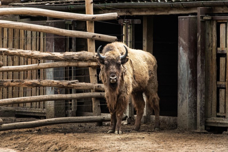 Vier Europese bizons noodgedwongen ingeslapen in Bellewaerde Park  