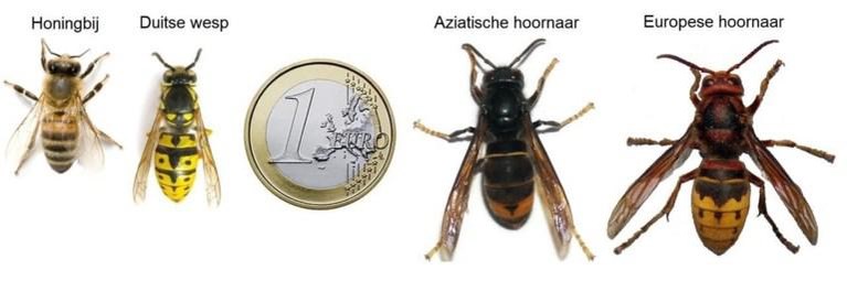 Ze doden is niet de beste oplossing: wat moet je doen als je een Aziatische hoornaar tegenkomt?