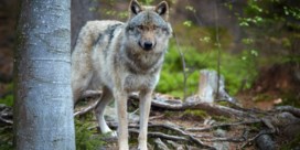 Eerste wolf in meer dan 150 jaar ten westen van de Schelde