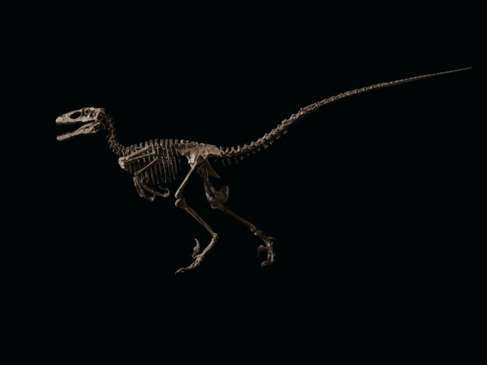 Dinoskelet en ‘model voor Jurassic Park’ geveild voor bijna 12 miljoen euro
