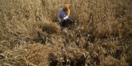 India sluit plots graanschuur en zet klanten in de kou