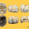 De ontdekte kies van een denisoviër zou 150.000 jaar oud zijn. 