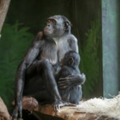 Een week na ontsnapping van bonobo is alles weer normaal