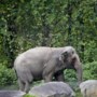Heeft een olifant ‘mensenrechten’?