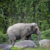 Heeft een olifant ‘mensenrechten’?
