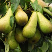 België Europees koploper voor schadelijke pesticiden op fruit