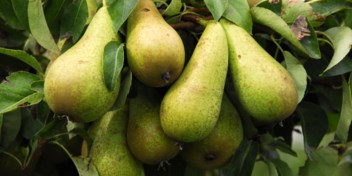 België Europees koploper voor schadelijke pesticiden op fruit, vooral peren gecontamineerd