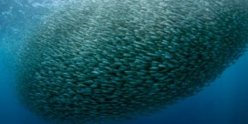 Zee bekomt van overbevissing (en dan slaat klimaat toe)