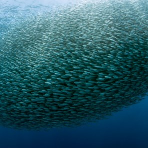 Zee bekomt van overbevissing (en dan slaat klimaat toe)