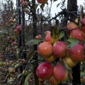 Helpt het om fruit te wassen tegen pesticiden? En is bio echt beter?
