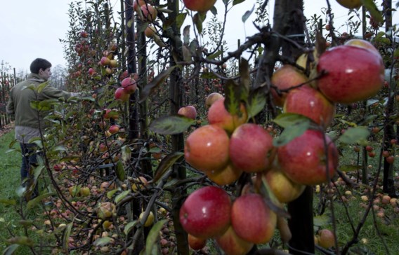 Helpt het om fruit te wassen tegen pesticiden? En is bio echt beter?