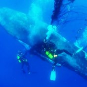 Bevrijde walvis geeft ‘teken van dank’ aan Spaanse redder