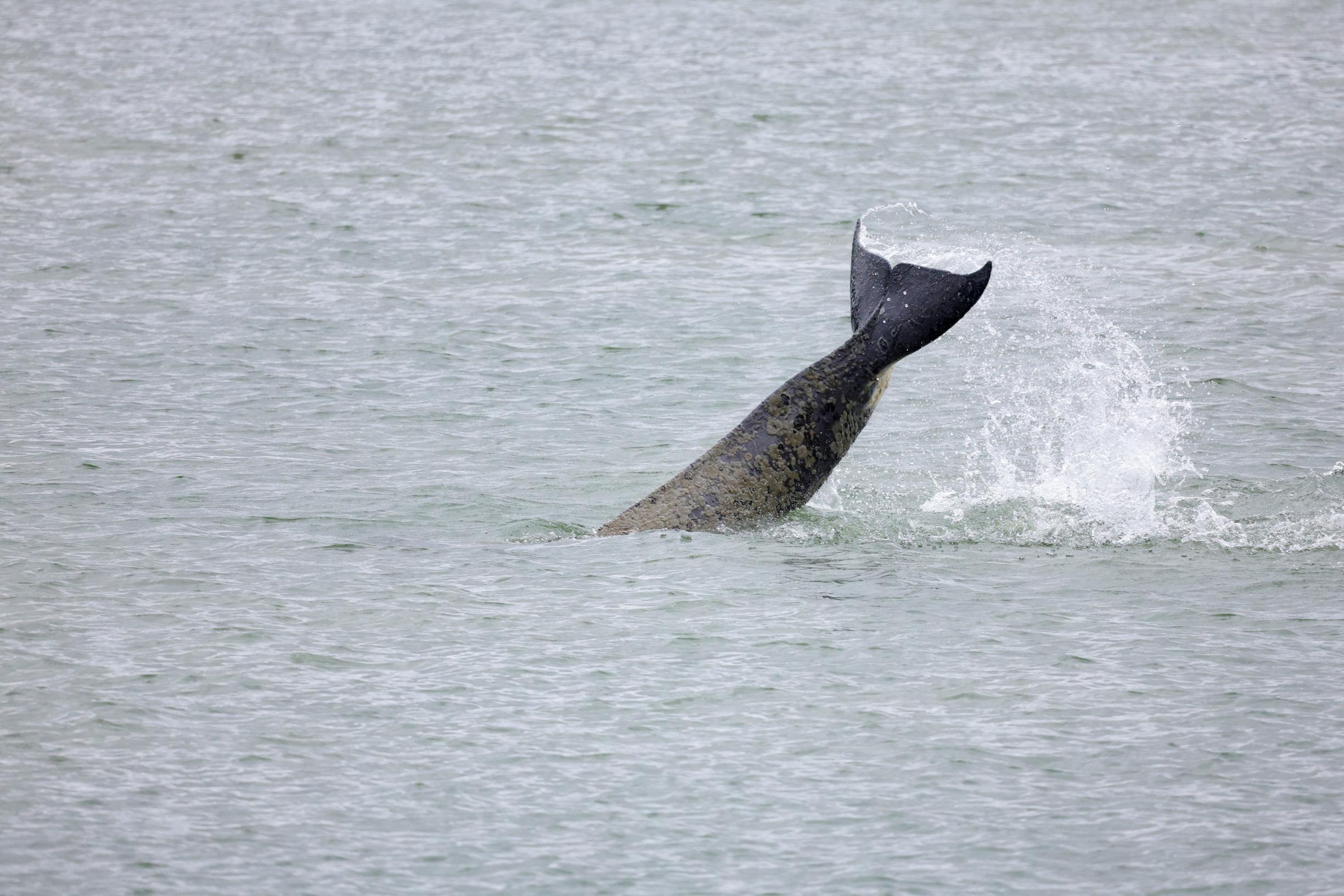 Il lancio della campagna di salvataggio dell’Orca nella Senna: ‘E’ in pericolo di morte’