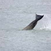 Reddingsactie opgezet voor orka in Seine: ‘Hij verkeert in levensgevaar’
