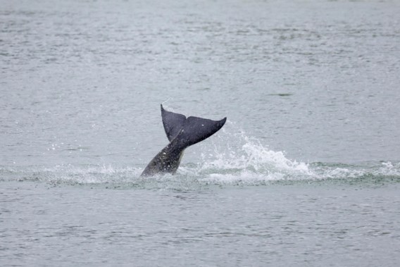 Zieke orka die in de Seine rondzwom, is gestorven