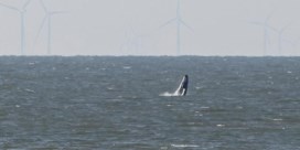 Bultrug duikt al week lang op voor Belgische kust