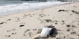 Dode meeuwen aan de kust: ‘Dankzij stalen weten we dat het om vogelgriep gaat’