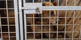 Natuurhulpcentrum redt beren en wolf uit oorlogsgebied in Oekraïne