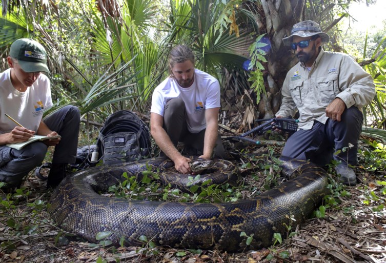 Florida vangt zijn grootste python ooit (maar is daar niet gelukkig mee)