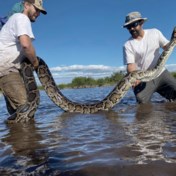 Florida vangt zijn grootste python ooit (maar is daar niet gelukkig mee)