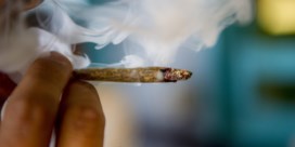 VN waarschuwt voor hoger THC-gehalte in cannabis