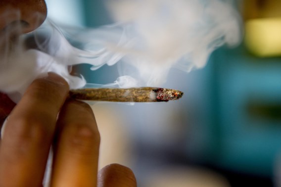 Steeds straffer, steeds gevaarlijker: VN waarschuwt voor hoger THC-gehalte in cannabis