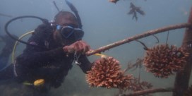 Beeldverhaal: koraalpoetsen