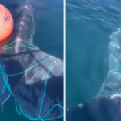 Noorse kustwacht bevrijdt walvis die in touwen verstrikt raakte