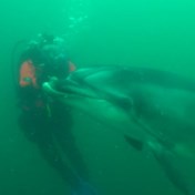 Tuimelaar bezoekt duikers in Noordzee tijdens opruimactie: ‘Erg bijzonder’
