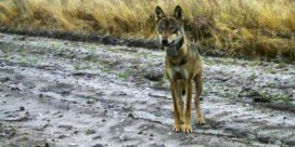 Verdwijning wolvin Naya wordt een ‘cold case’
