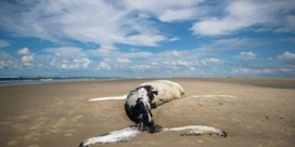 Bultrug die vorige maand voor onze kust werd gespot, is dood aangespoeld in Nederland