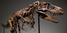 Te koop: zeldzaam skelet van Gorgosaurus