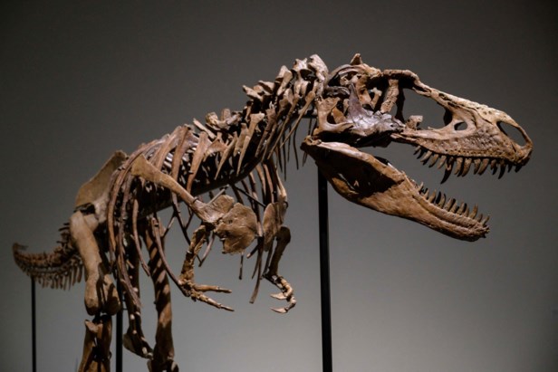 Gelijkmatig Onderbreking Waarnemen Te koop: zeldzaam skelet van Gorgosaurus | De Standaard Mobile