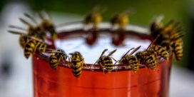 ‘Een boerenjaar’ voor wespen, maar hoe voorkom je een wespensteek?