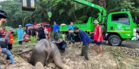 Olifantenkalf gered uit put terwijl moederolifant hartmassage krijgt