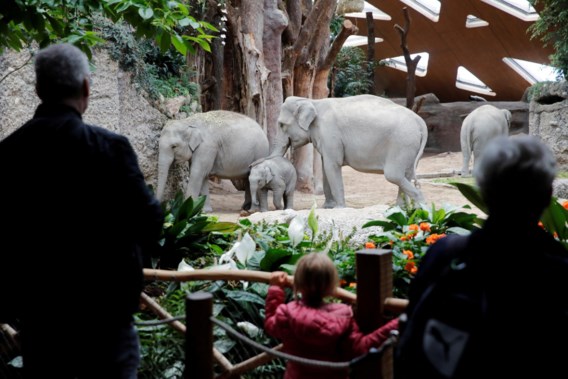 Dierentuin Zürich verliest opnieuw olifant door virusinfectie