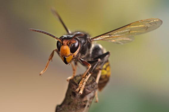 Aziatische hoornaar komt steeds vaker voor: dit moet u doen als u er zelf een ziet of een nest ontdekt