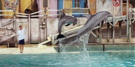 Activisten springen in het water bij dolfijnenshow Boudewijn Seapark in Brugge