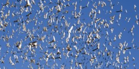 20.000 duiven vermist na internationale wedstrijd in Frankrijk: ‘Duiven mochten nooit gelost zijn, het is een catastrofe’