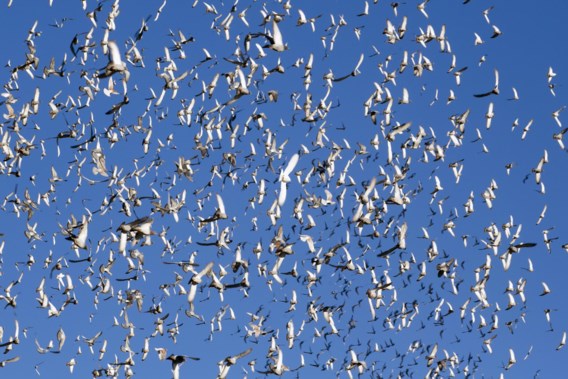 20.000 duiven vermist na internationale wedstrijd in Frankrijk: ‘Duiven mochten nooit gelost zijn, het is een catastrofe’