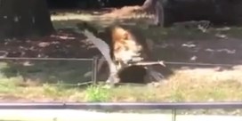 Ooievaar landt in leeuwenverblijf van Zoo Planckendael en wordt doodgebeten