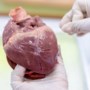 Machine wekt organen tot leven in dood varken