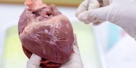 Machine wekt organen tot leven in dood varken