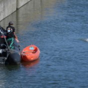 Witte dolfijn wordt overgebracht van Seine naar zoutwatertank: ‘Dit is een belangrijke dag’