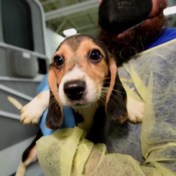 4.000 beagles zoeken nieuw baasje
