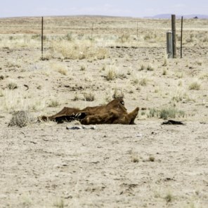 Extreme droogte in de VS: 'Er staat zo weinig water in Lake Mead dat we gezonken boten, jetski's en lichamen beginnen te vinden'