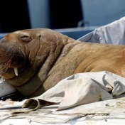Noorwegen laat rondzwervende walrus Freya inslapen om opdringerige mensen te beschermen