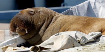 Noorwegen laat walrus Freya inslapen om opdringerige mensen te beschermen