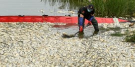 Groot mysterie rond duizenden dode vissen in Duits-Poolse rivier